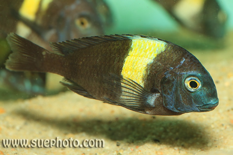 Tropheus duboisi 'Cape Kabogo'